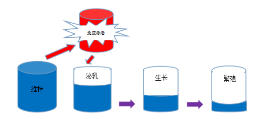 母豬營養學習感悟