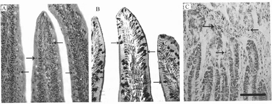 丁酸鈉對(duì)肉雞小腸黏膜免疫相關(guān)細(xì)胞的影響