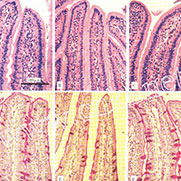 丁酸鈉對(duì)斷奶仔豬小腸黏膜形態(tài)結(jié)構(gòu)的影響