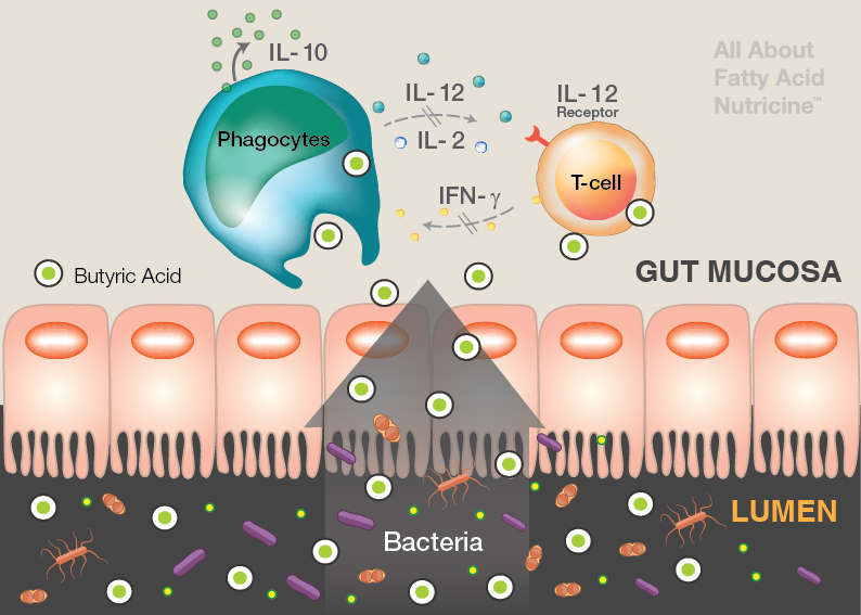 脂質營養好原料，全面呵護愛寵健康